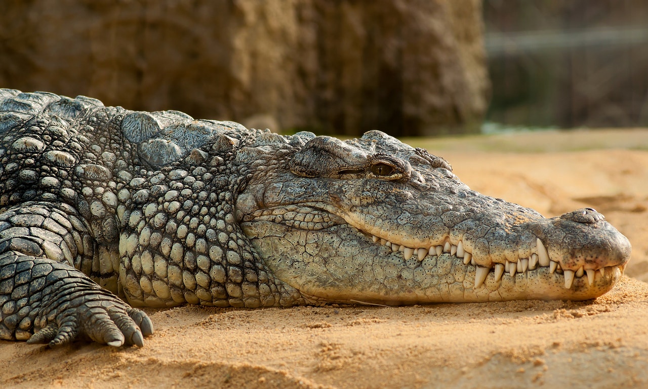 Read more about the article Mind the Alligators! (A Lesson Learned in Africa)
